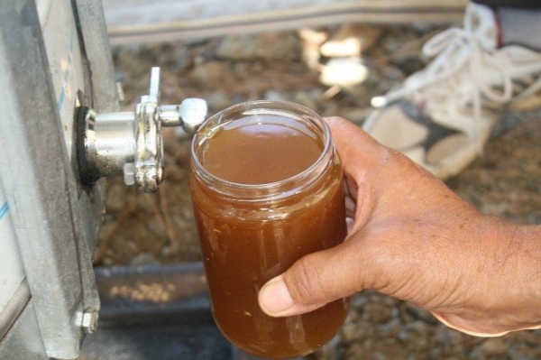 Güzelçamlı Çam Balı