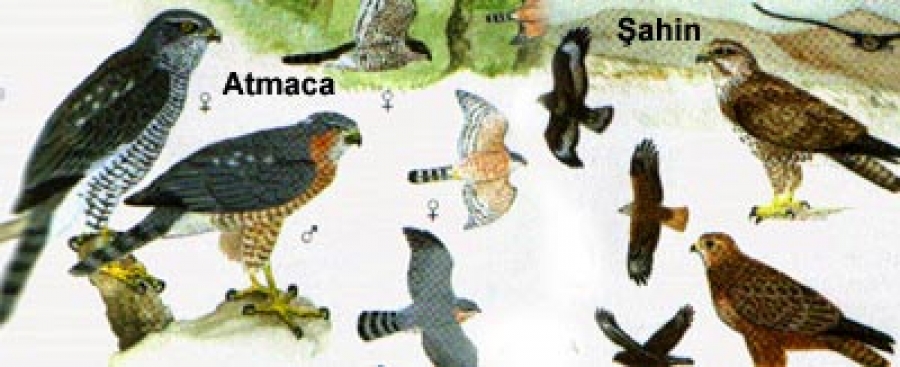 Millipark Kuş Ailesi